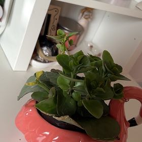 Photo of the plant species Assorted Kalanchoe by @OptimalAnahaw82 named Pocahontas on Greg, the plant care app