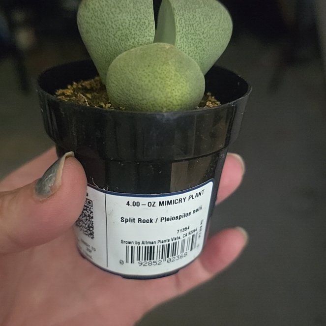 Photo of the plant species Mimicry Plant by @PreciousTaro6 named Rocky on Greg, the plant care app