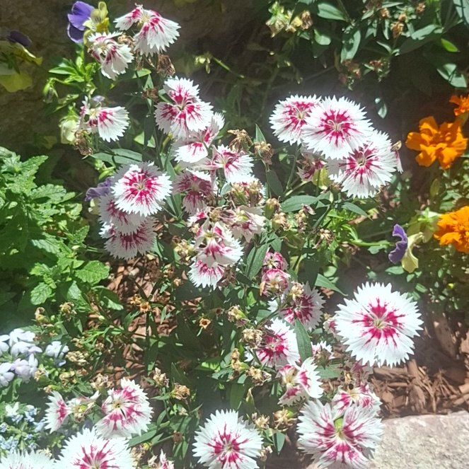 Photo of the plant species Michaelmas Daisy by @TotallyKanono63 named Dax on Greg, the plant care app