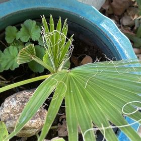 Photo of the plant species Mexican Fan Palm by @AvidGianttaro60 named Prince on Greg, the plant care app