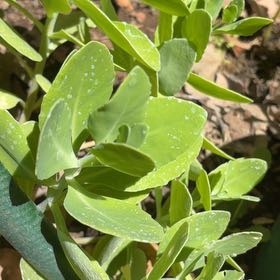 Photo of the plant species Witch's Moneybags by @AvidGianttaro60 named Zion on Greg, the plant care app