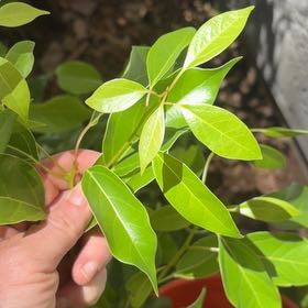 Photo of the plant species Camphor by @AvidGianttaro60 named Elina on Greg, the plant care app