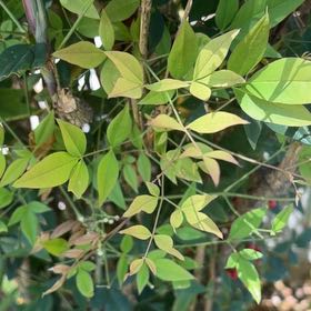 Photo of the plant species Sacred Bamboo by @AvidGianttaro60 named Darwin on Greg, the plant care app