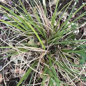 Photo of the plant species Texas Sacahuista by @AvidGianttaro60 named Elle on Greg, the plant care app
