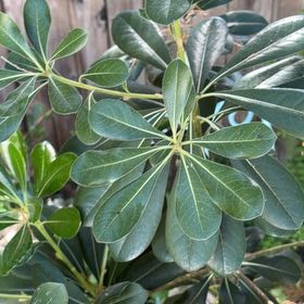 Photo of the plant species Japanese Cheesewood by @AvidGianttaro60 named Orlando Bloom on Greg, the plant care app