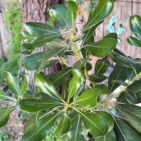 Photo of the plant species Japanese Cheesewood by @AvidGianttaro60 named Xena on Greg, the plant care app