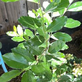 Photo of the plant species Carolina Laurel Cherry by @AvidGianttaro60 named Gregarious on Greg, the plant care app