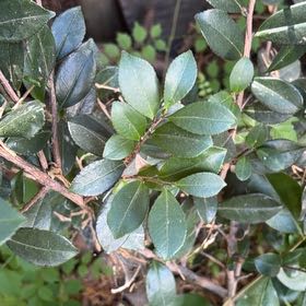 Photo of the plant species Sky Pencil Holly by @AvidGianttaro60 named Marley on Greg, the plant care app
