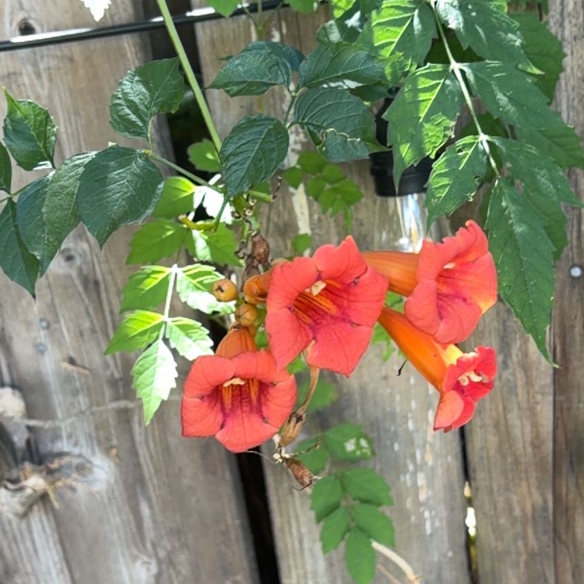 Photo of the plant species Hummingbird Vine by @AvidGianttaro60 named Kylie on Greg, the plant care app