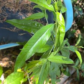 Photo of the plant species Peach Tree by @AvidGianttaro60 named Apollo on Greg, the plant care app