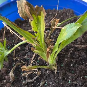 Photo of the plant species Culantro by @TenderChilli20 named Terra on Greg, the plant care app