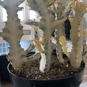 Photo of the plant species White Ghost Cactus by @KeenMakura36 named Morgan Treeman on Greg, the plant care app