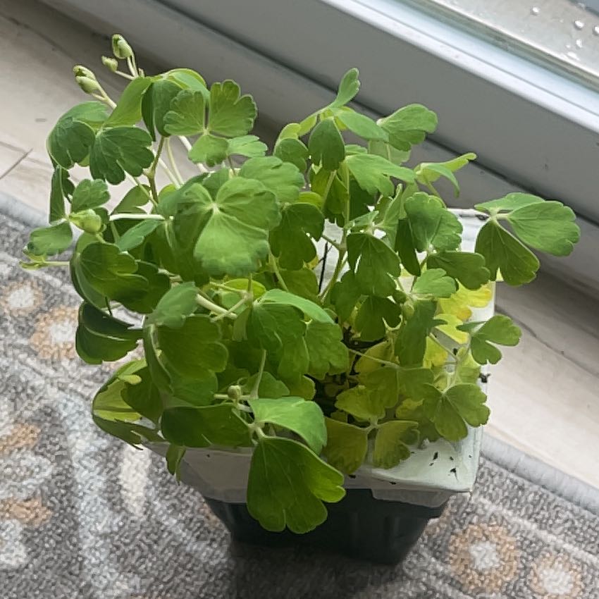 Photo of the plant species Aquilegia Vulgaris by @ChipperSedum named Elina on Greg, the plant care app
