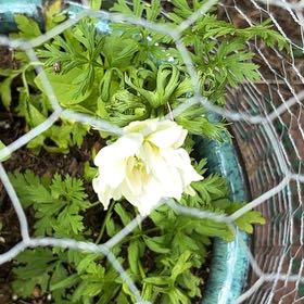 Photo of the plant species Common Peony by @KeySkimmia90 named Baesil on Greg, the plant care app