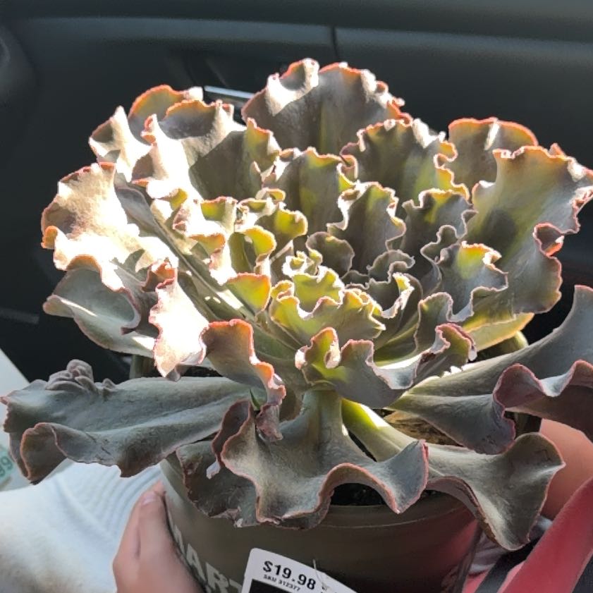 Photo of the plant species Violacina by @MajesticYuzu37 named Gregory on Greg, the plant care app