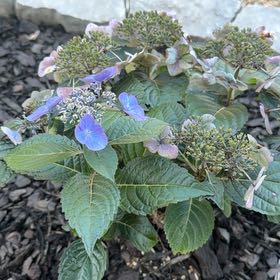 Photo of the plant species Endless Summer Hydrangea by @MajesticYuzu37 named Plato on Greg, the plant care app