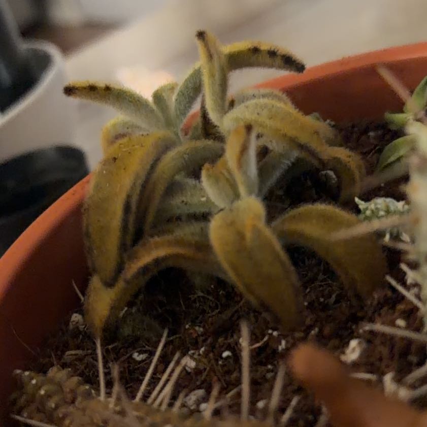 Photo of the plant species Cinnamon Panda Plant by @CurrentTawa95 named Osmo on Greg, the plant care app