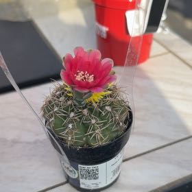 Photo of the plant species Chihuahuan Beehive by @ExoticKoa48 named Fernie Saunders on Greg, the plant care app
