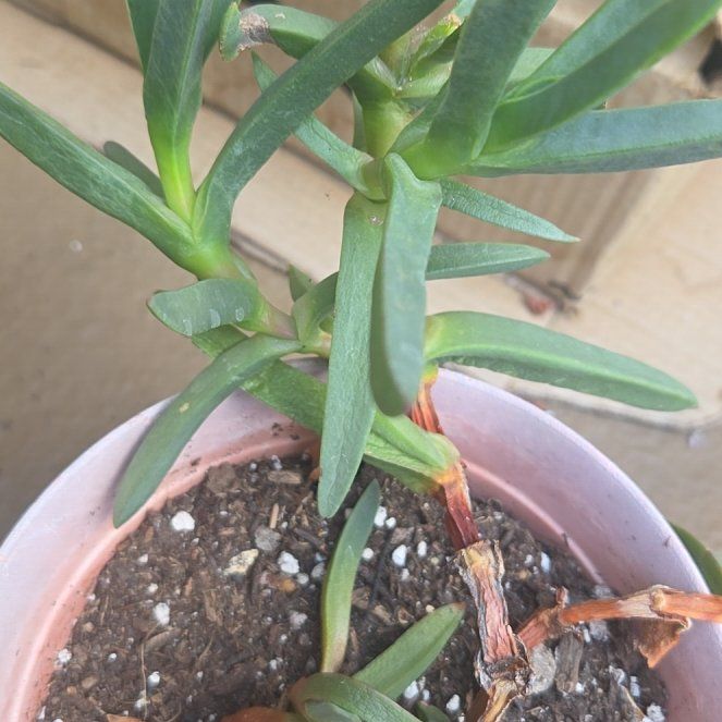 Photo of the plant species Hottentot Fig by @TopMiro41 named Sahara on Greg, the plant care app
