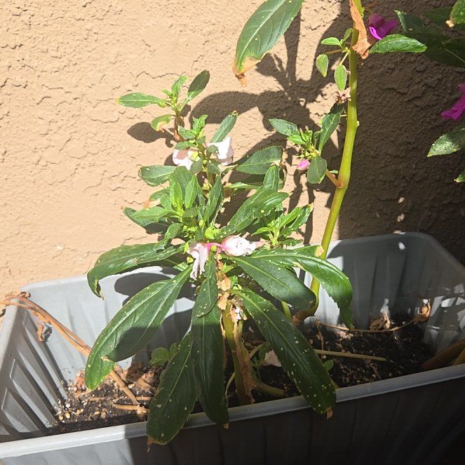 Photo of the plant species Balsam by @TopMiro41 named Gates on Greg, the plant care app