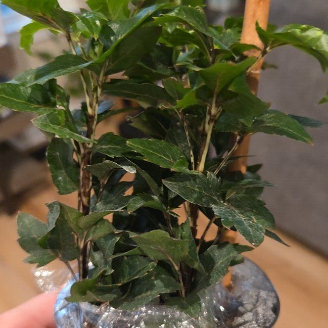 Photo of the plant species Olympia by @BusySalal41 named Olympia on Greg, the plant care app
