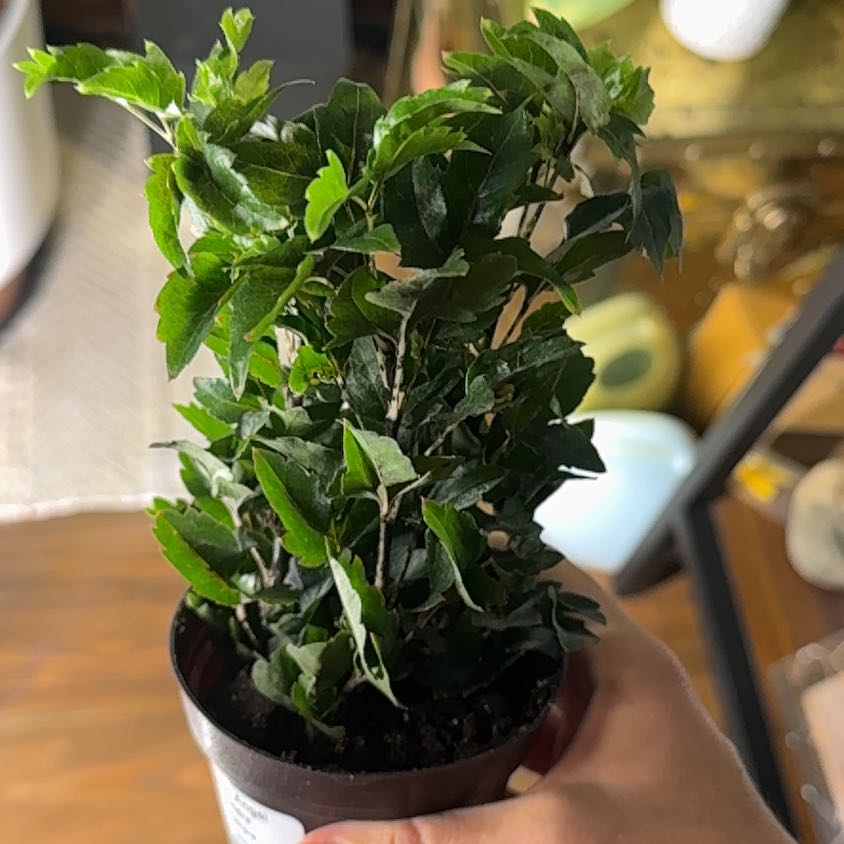 Photo of the plant species Olympia by @TalentedYuzu32 named Madonna on Greg, the plant care app
