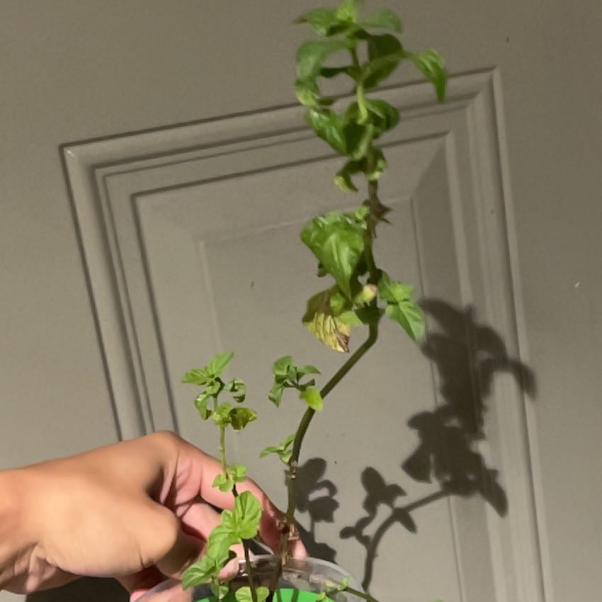 Photo of the plant species Peppermint by @LushBroom44 named Kobe on Greg, the plant care app