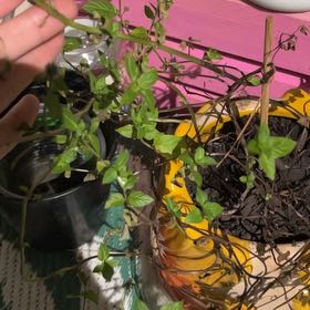 Photo of the plant species Peppermint by @LushBroom44 named Coco on Greg, the plant care app