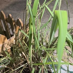 Photo of the plant species Cymbopogon Citratus by @LushBroom44 named Gomez on Greg, the plant care app