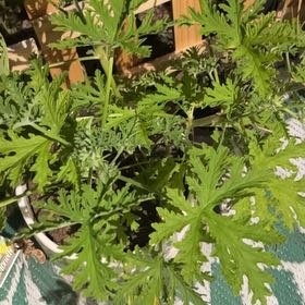 Photo of the plant species Citronella (anti-mosquito plant) by @LushBroom44 named Dax on Greg, the plant care app