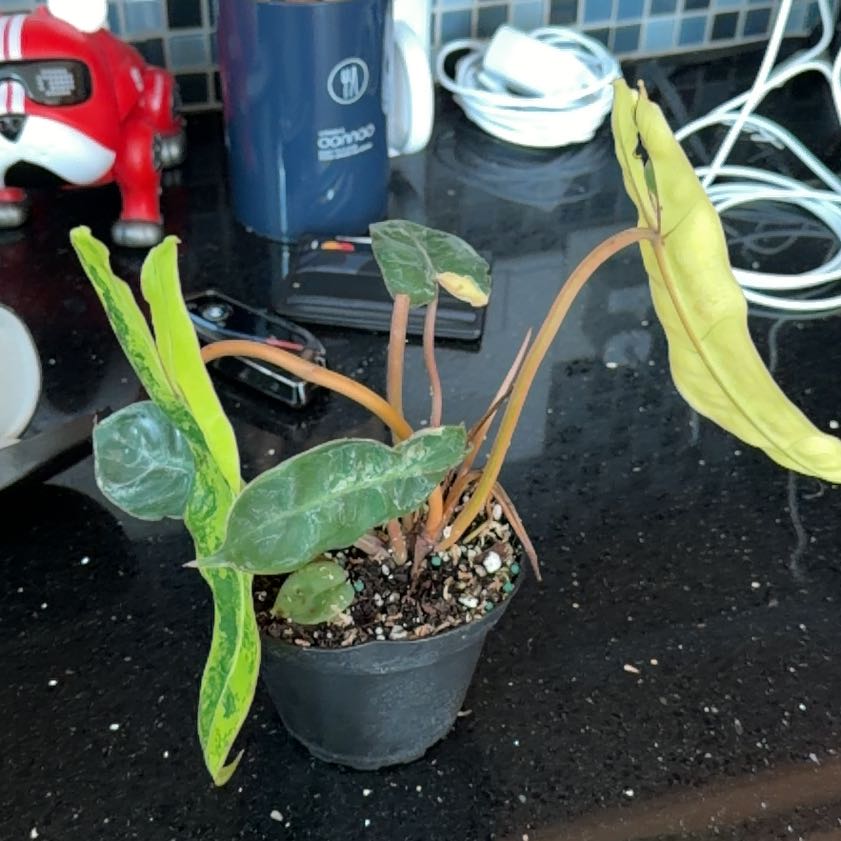 Photo of the plant species Variegated Philodendron Billietiae by @HeadMostii88 named Curie on Greg, the plant care app