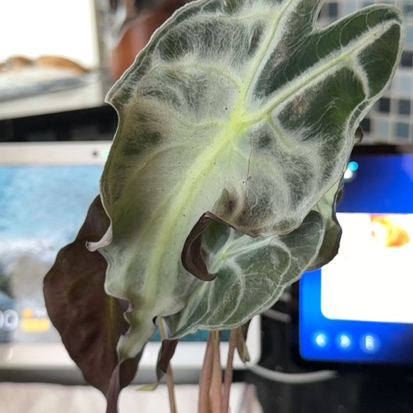 Photo of the plant species Alocasia 'Venom' by @HeadMostii88 named Taylor Swift on Greg, the plant care app