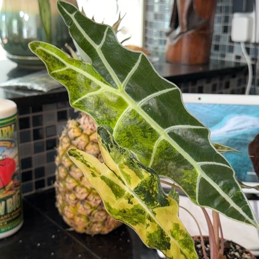 Photo of the plant species Kris Plant by @HeadMostii88 named Elle on Greg, the plant care app