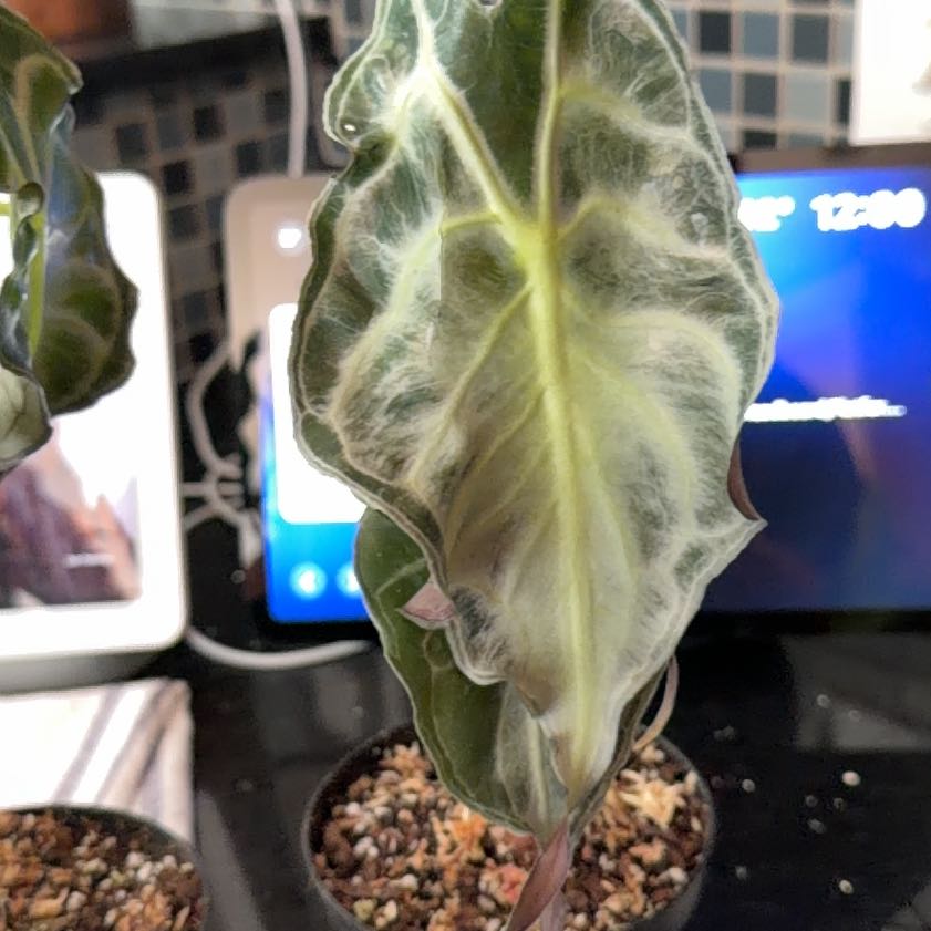Photo of the plant species Alocasia 'Venom' by @HeadMostii88 named Remington on Greg, the plant care app