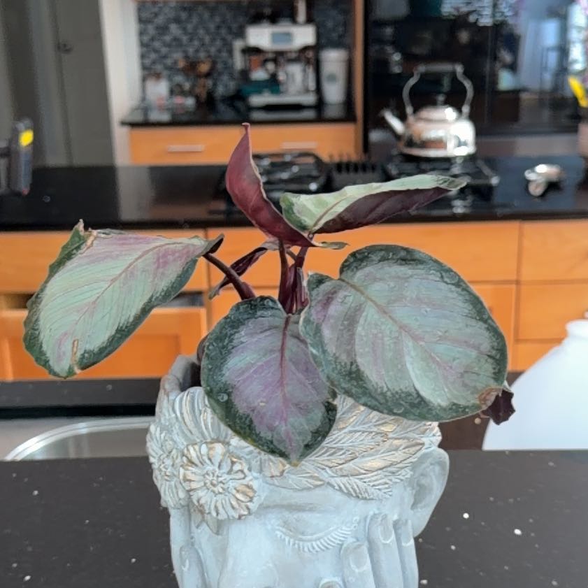 Photo of the plant species Calathea Rosy by @HeadMostii88 named Darwin on Greg, the plant care app