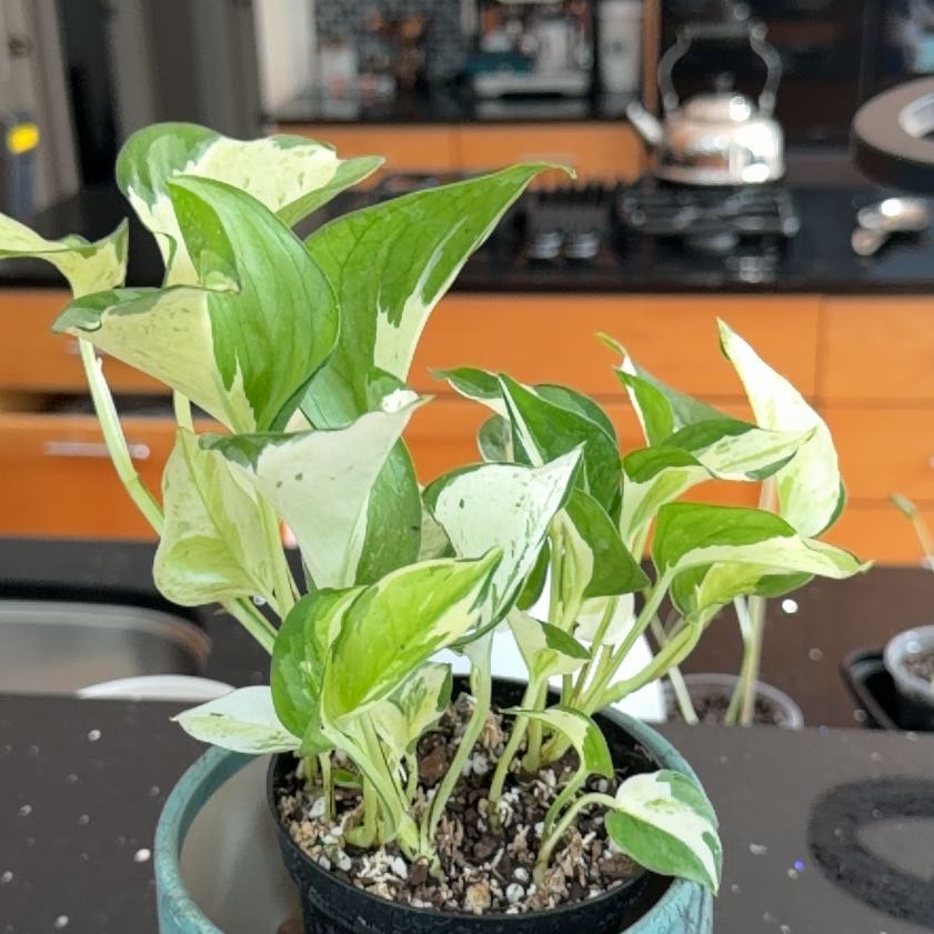 Photo of the plant species Japanese Global Pothos by @HeadMostii88 named Lavender on Greg, the plant care app