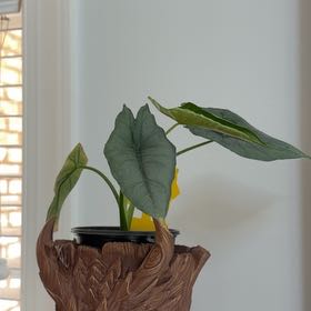 Photo of the plant species Dragon's Breath by @HeadMostii88 named Messi on Greg, the plant care app