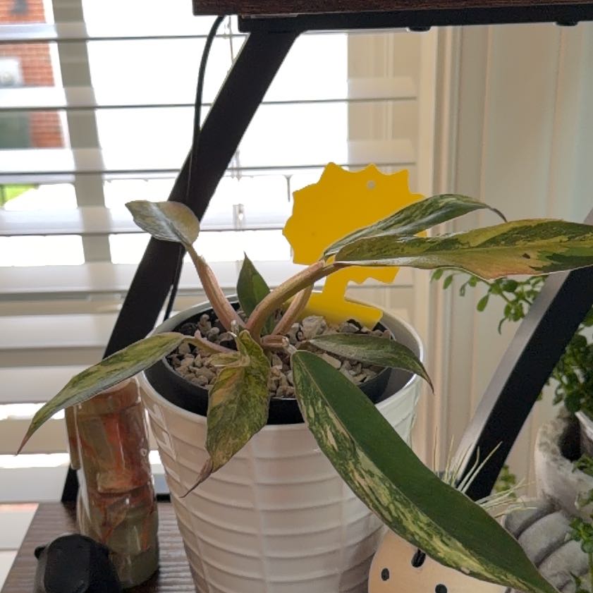 Photo of the plant species Fire Tiger Philodendron by @HeadMostii88 named Apollo on Greg, the plant care app
