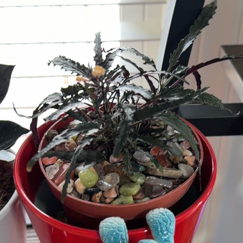 Photo of the plant species Dark Mystery Pilea by @HeadMostii88 named Bigleef Smalls on Greg, the plant care app
