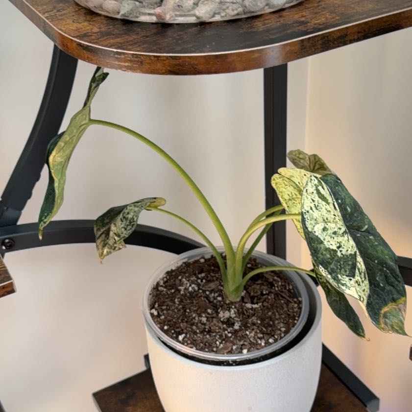 Photo of the plant species Alocasia Dragon Mint by @HeadMostii88 named Sherlock on Greg, the plant care app