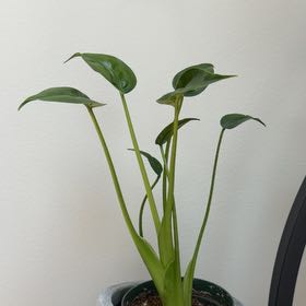 Photo of the plant species Alocasia Tiny Dancers by @HeadMostii88 named Oscar on Greg, the plant care app