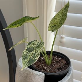 Photo of the plant species Alocasia Dragon Mint by @HeadMostii88 named Gobi on Greg, the plant care app