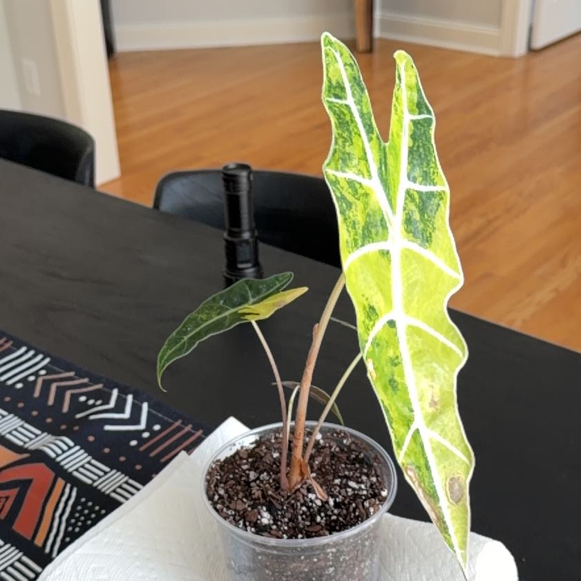 Photo of the plant species Kris Plant by @HeadMostii88 named Osmo on Greg, the plant care app