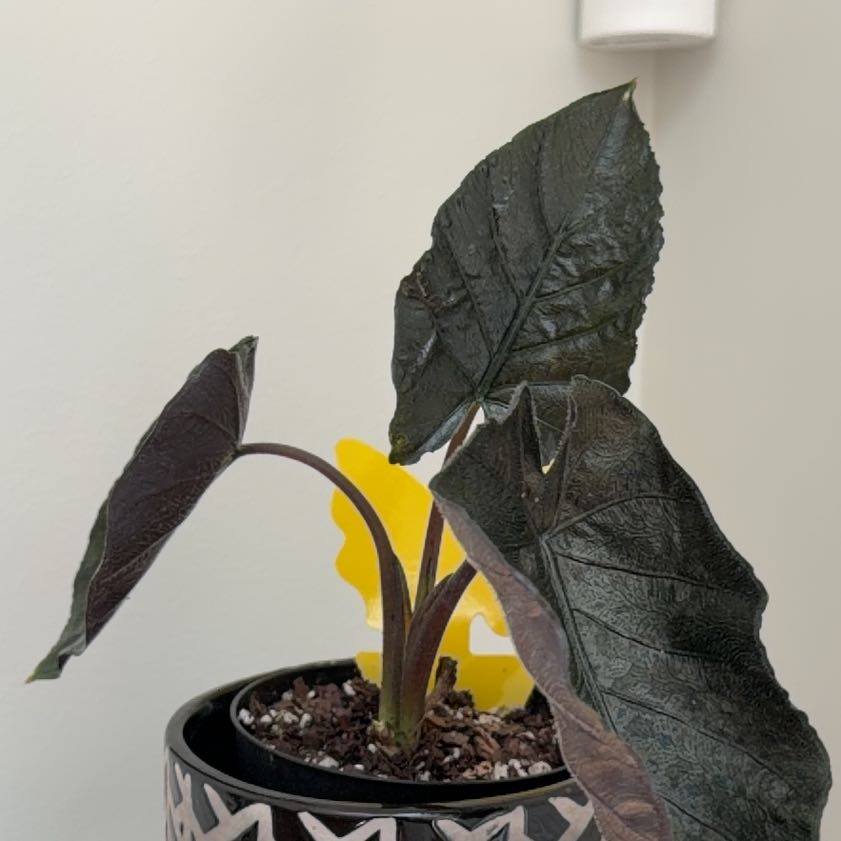 Photo of the plant species Alocasia Antoro Velvet by @HeadMostii88 named Walt on Greg, the plant care app