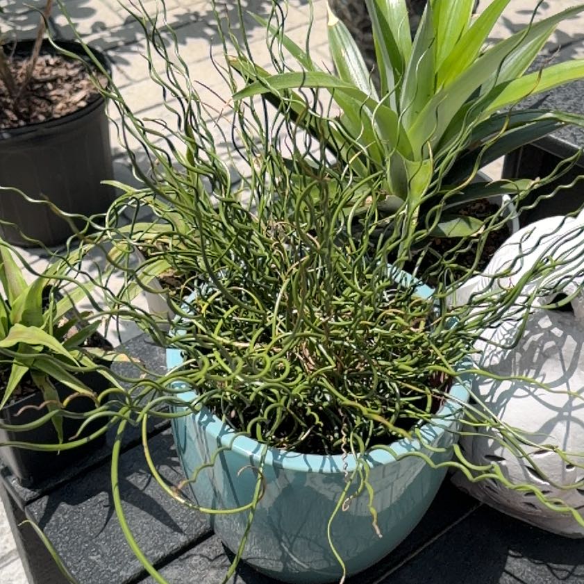 Photo of the plant species Corkscrew Plant by @HeadMostii88 named Mollie on Greg, the plant care app