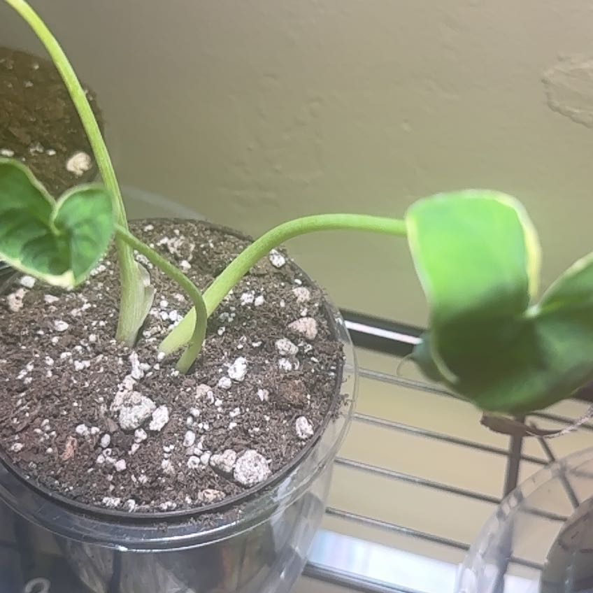 Photo of the plant species Mickey Mouse by @FabWeberagave78 named Zeus on Greg, the plant care app