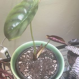 Photo of the plant species Alocasia Cuprea by @FabWeberagave78 named Messi on Greg, the plant care app