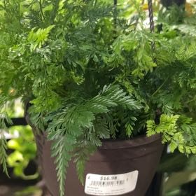 Photo of the plant species Rabbit's Foot by @ZippyPalqui52 named Fernie Sanders on Greg, the plant care app