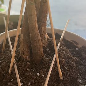 Photo of the plant species Monk's Belly Bamboo by @VigilantAnise44 named Gregarious on Greg, the plant care app