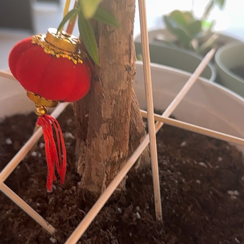 Photo of the plant species Wax Mallow by @VigilantAnise44 named Dolores on Greg, the plant care app